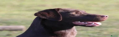 Labrador Retriever 1