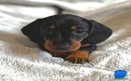 Miniature Dachshund dogs for sale: Adorable Miniature Dachshund Puppies - Image 10