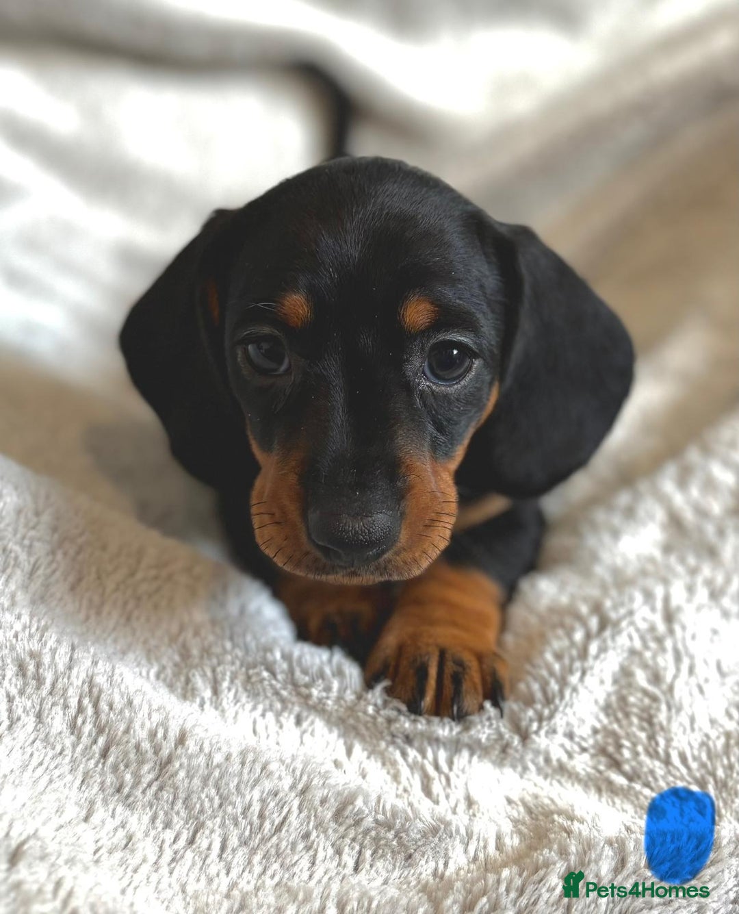 Miniature Dachshund dogs for sale: Adorable Miniature Dachshund Puppies - Image 10
