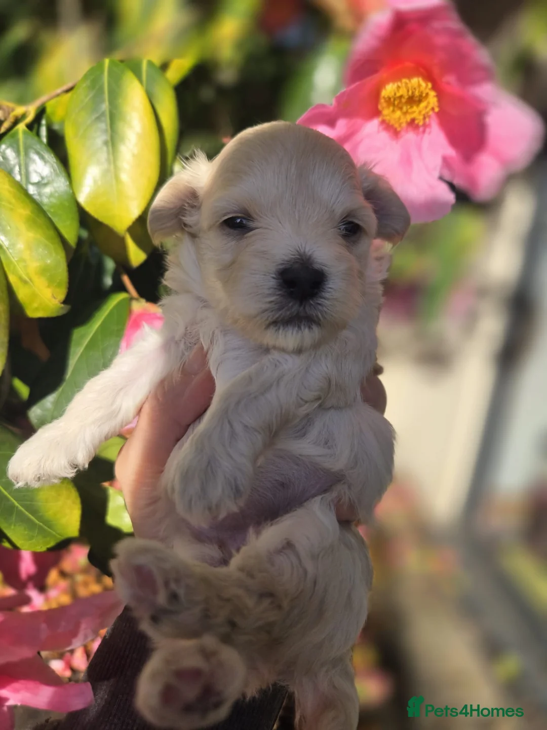 Maltipoo dogs for sale: F1🎀Maltipoo 🎀Luxury rare🎀 KC parents - Advert 16