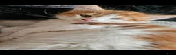 Mixed Breed cats for sale: Beautiful kittens looking for there forever homes  - Advert 8