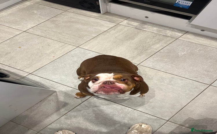 English Bulldog dogs - Advert 3
