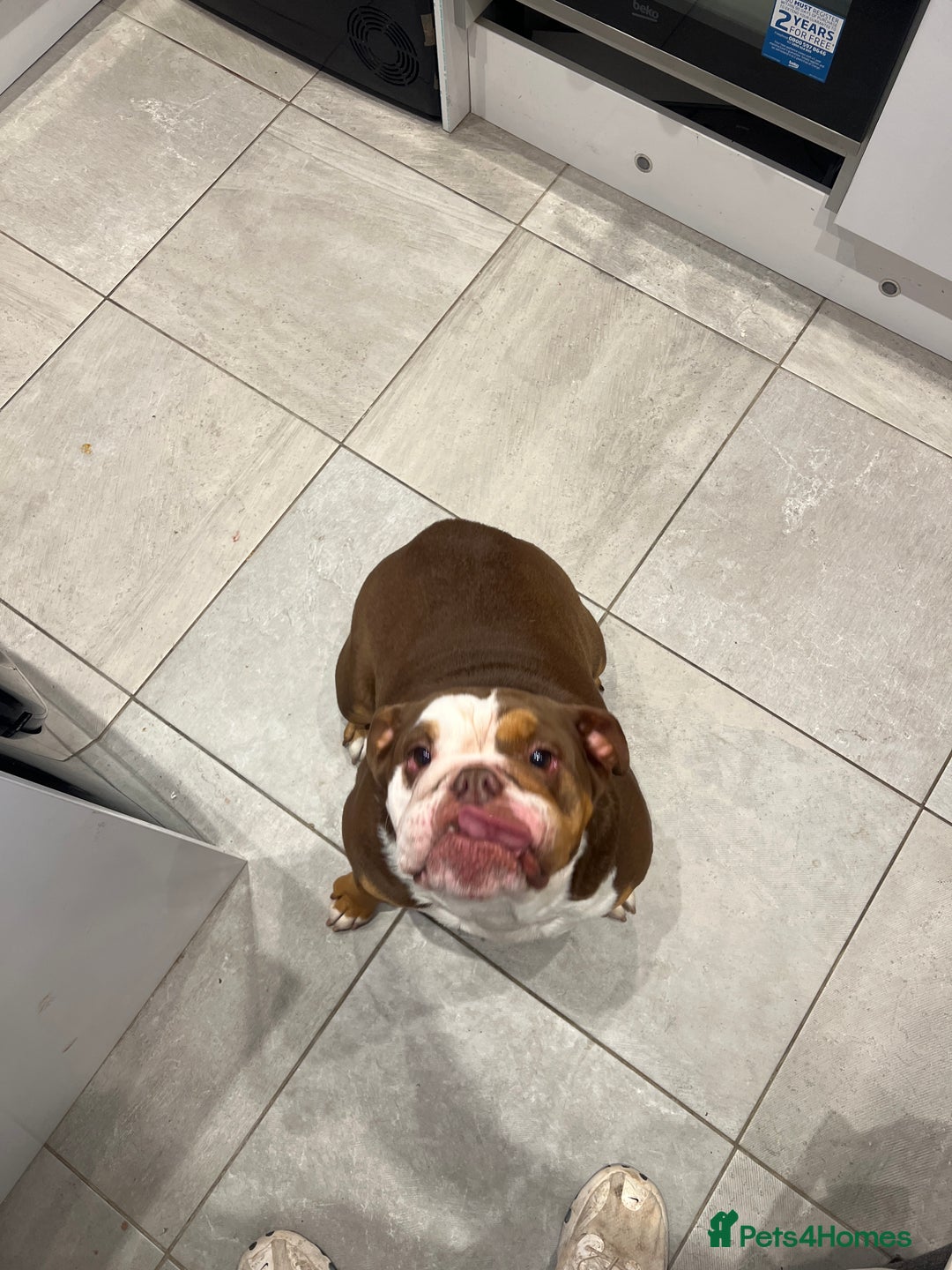 English Bulldog dogs for sale: 4 years old English bulldog bitch for sale. - Image 1