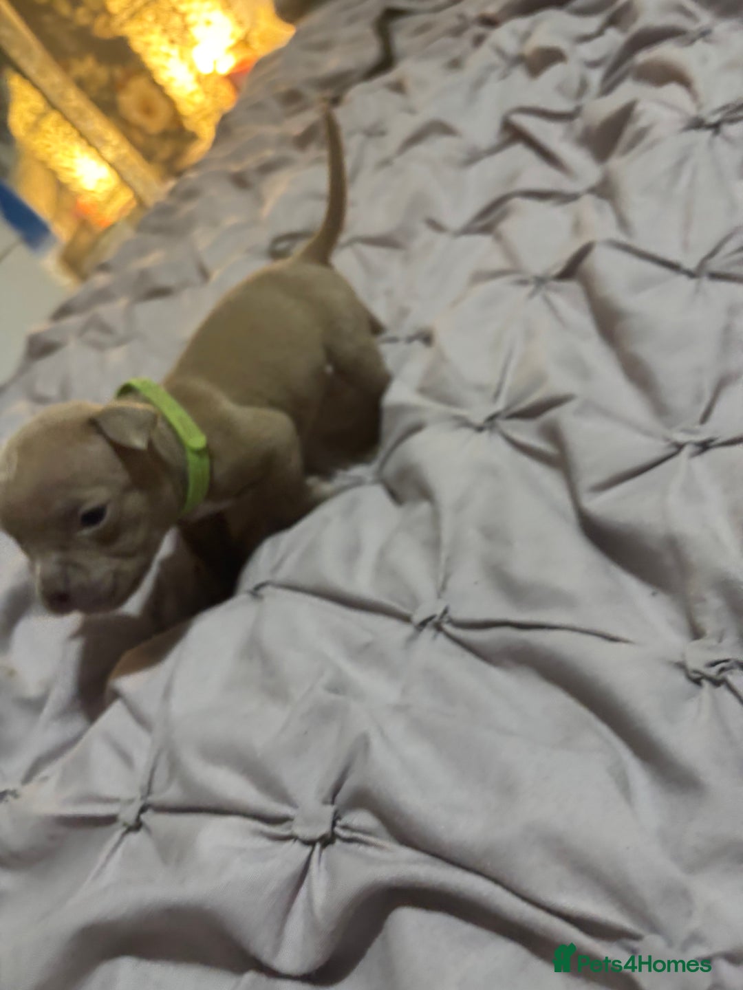 American Bully dogs for sale: Pocket Bully Puppies - Advert 18