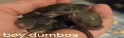 Rat rodents for sale: Dumbo and fancy rats  - Advert 12