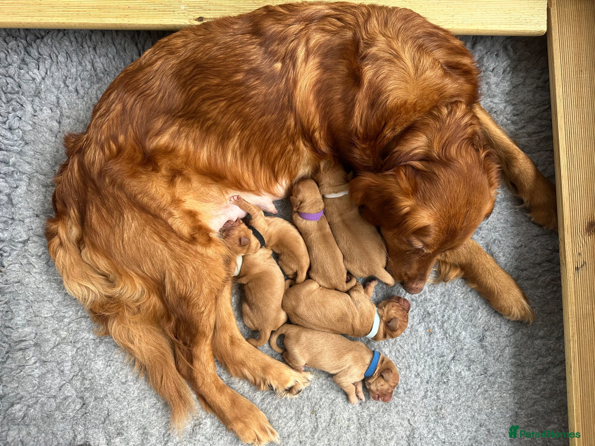 Golden Retriever dogs KC Red Coat Working Line Golden Retriever Puppies - Advert 1