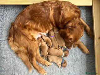 Golden Retriever dogs KC Red Coat Working Line Golden Retriever Puppies - Advert 1