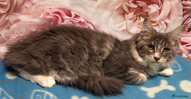 Maine Coon cats - Advert 8