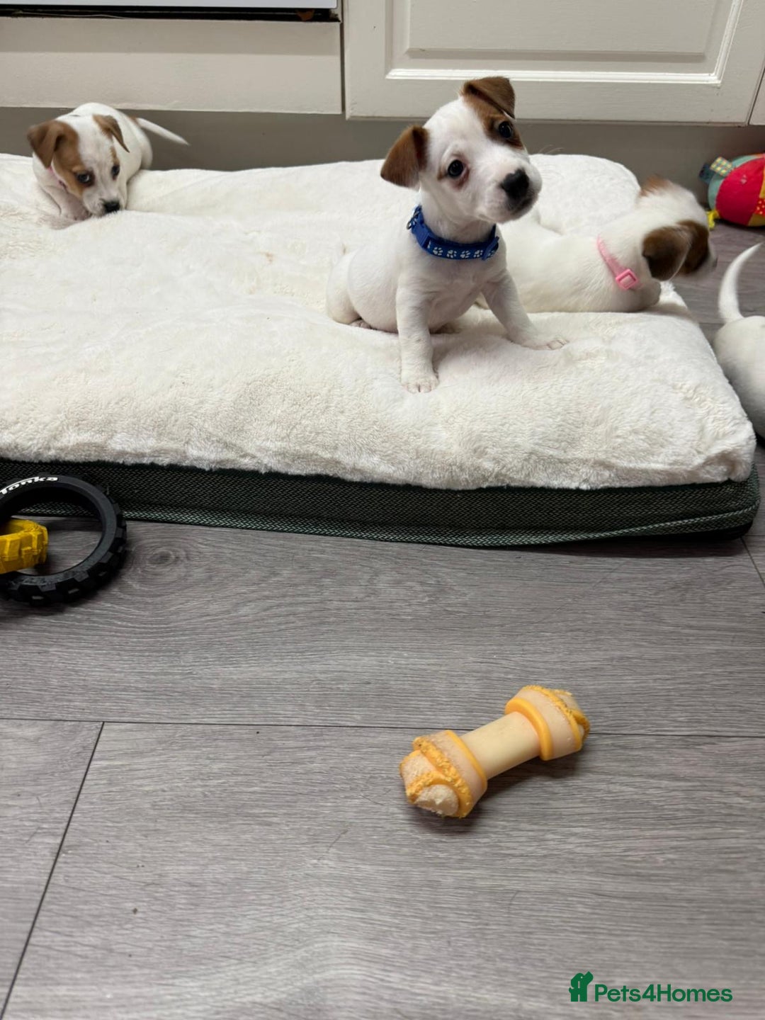 Jack Russell dogs for sale: 8 Week Old Jack Russel Puppies  - Advert 33