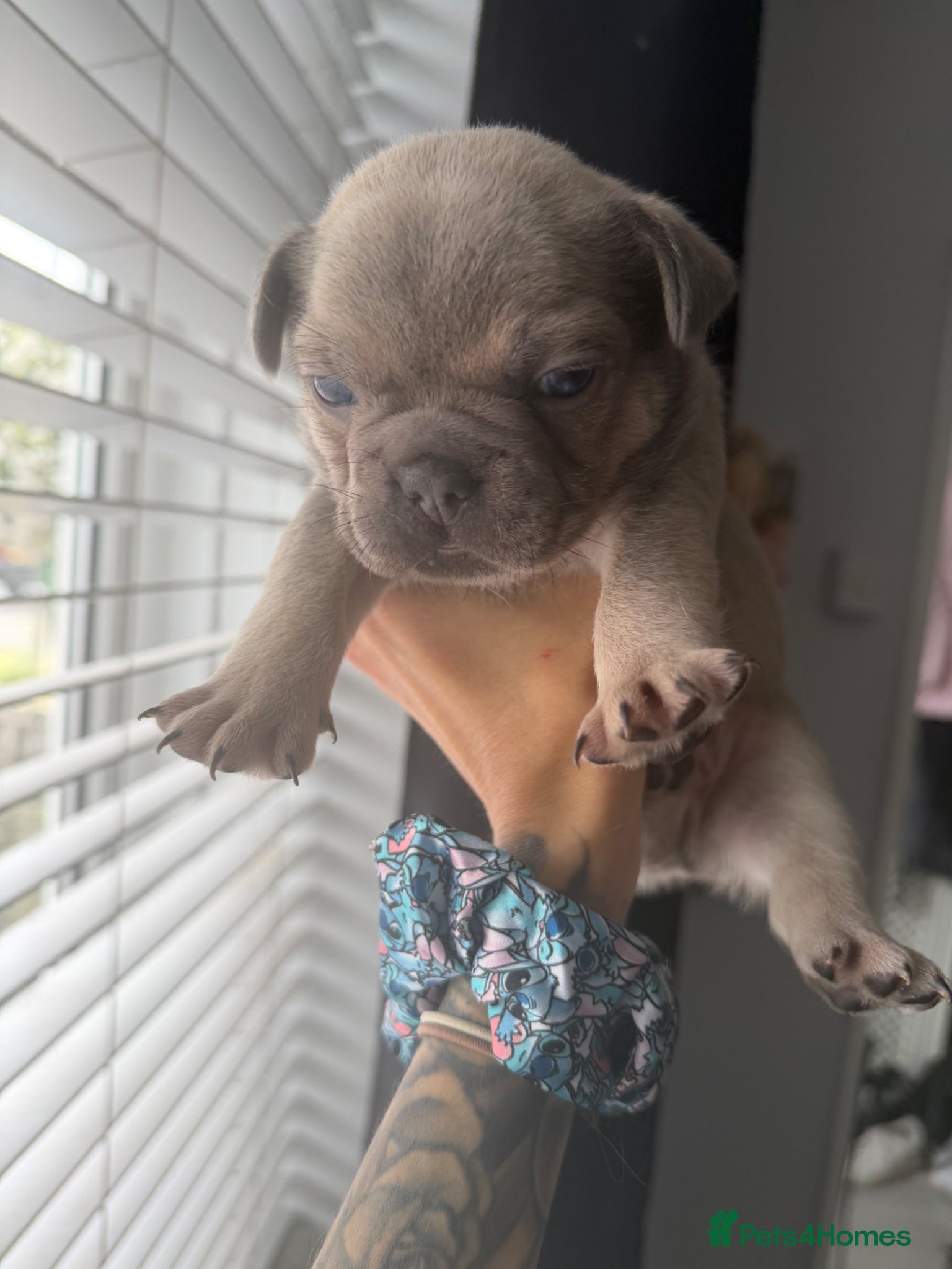 French Bulldog dogs for sale: 🐾 French Bulldog Puppies Available 🐾 in South Ockendon - Advert 7