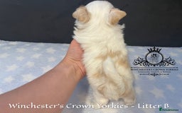Yorkshire Terrier dogs for sale: ❤️ Champion heritage KC reg.PEDIGREE puppies! 🐶❤️ - Image 12