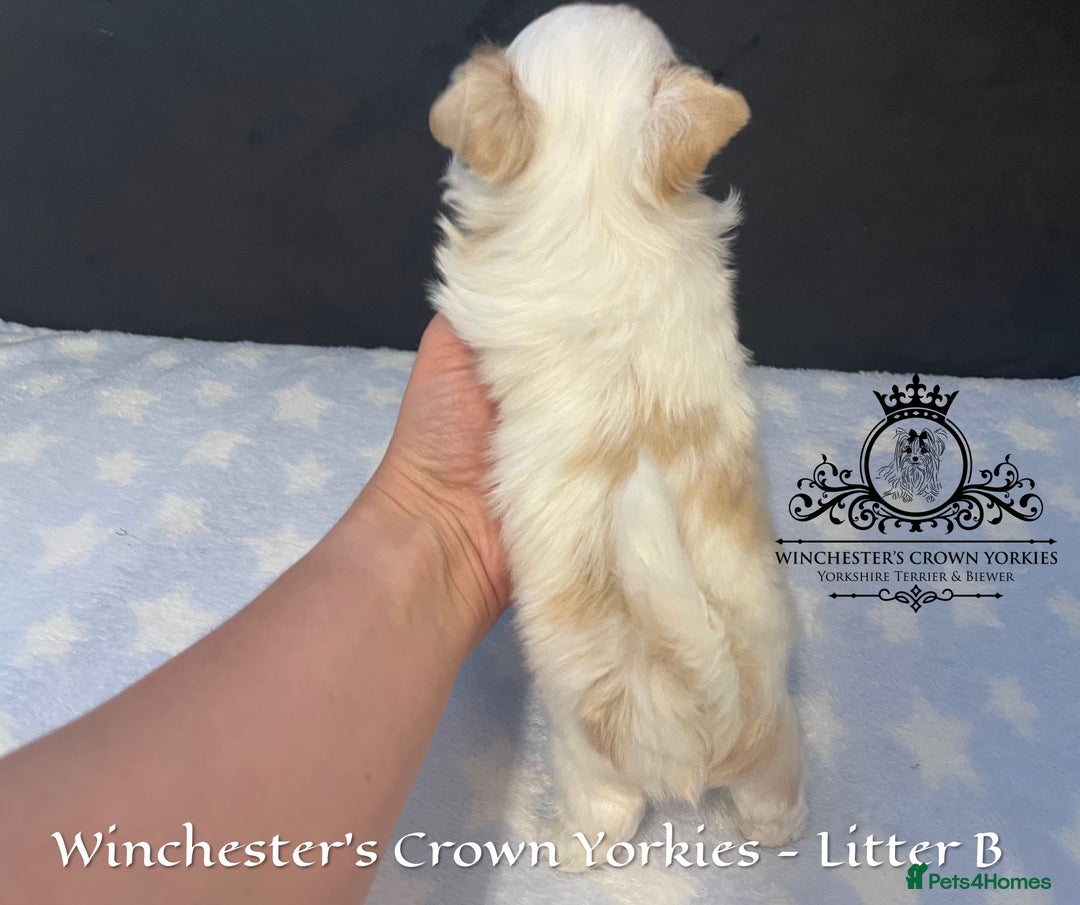 Yorkshire Terrier dogs for sale: ❤️ Champion heritage KC reg.PEDIGREE puppies! 🐶❤️ - Image 12