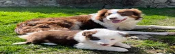 Border Collie dogs for sale: Beautiful Chocolate Tri & Lilac Tri  - Advert 3