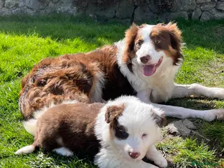 Border Collie dogs Beautiful Chocolate Tri male - Advert 4