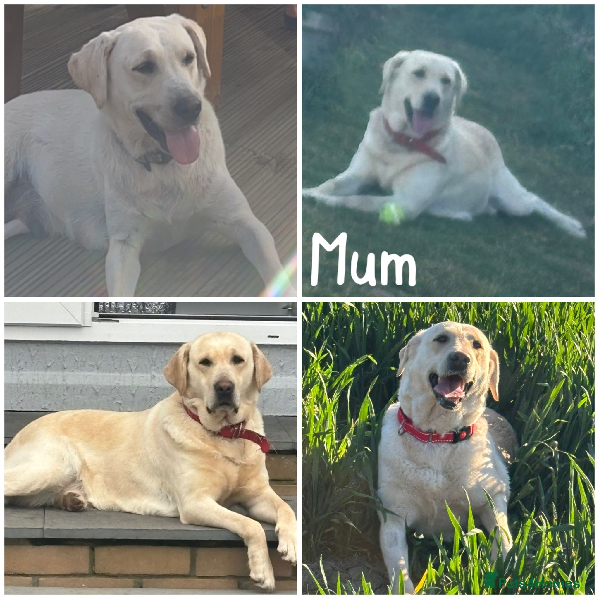 Labrador Retriever dogs for sale: Golden&Cream Kc registered Labrador Retrievers  - Advert 20