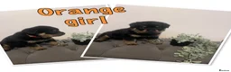 Rottweiler dogs for sale: Quality KC Rottweilers in Bristol - Advert 4
