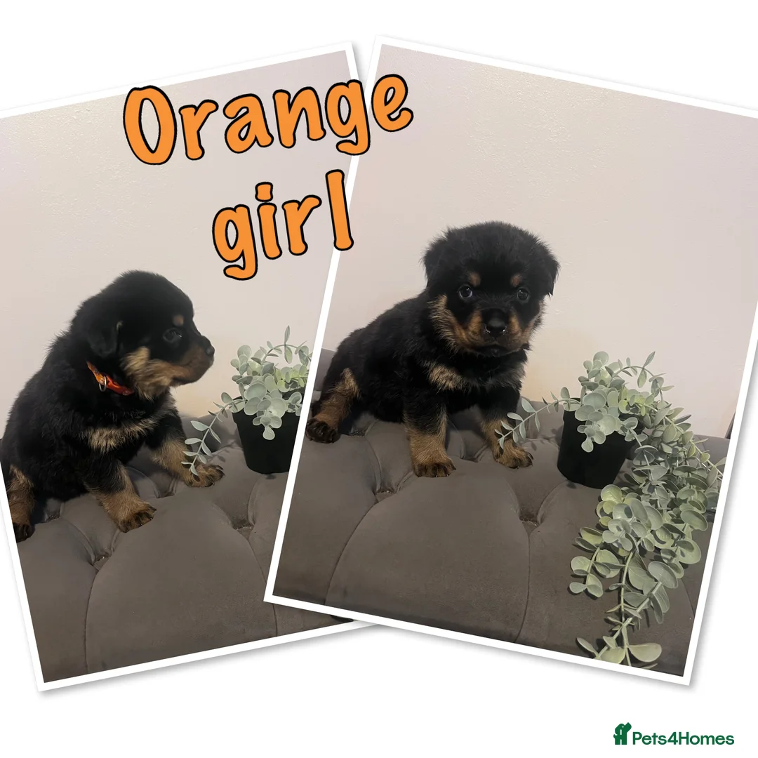 Rottweiler dogs for sale: Quality KC Rottweilers in Bristol - Advert 4