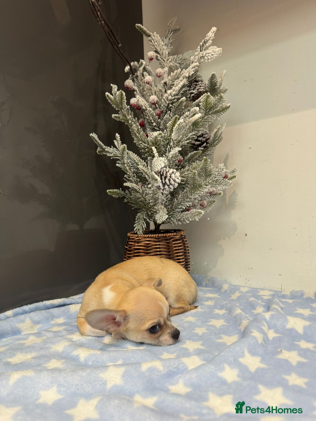 Chihuahua dogs for sale: Chihuahua  - Advert 15