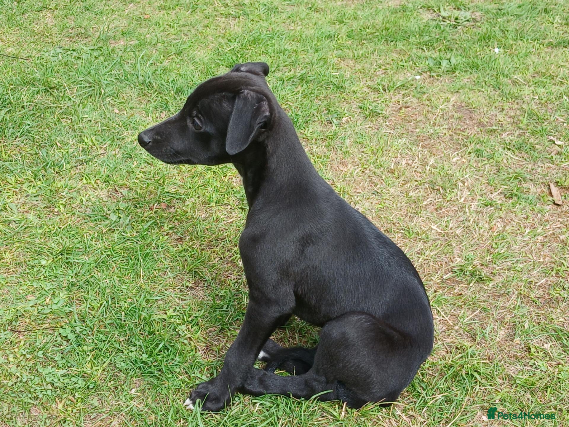 Whippet dogs REDEVELYN WHIPPET'S KC REG NR GLOUCESTER  - Advert 6