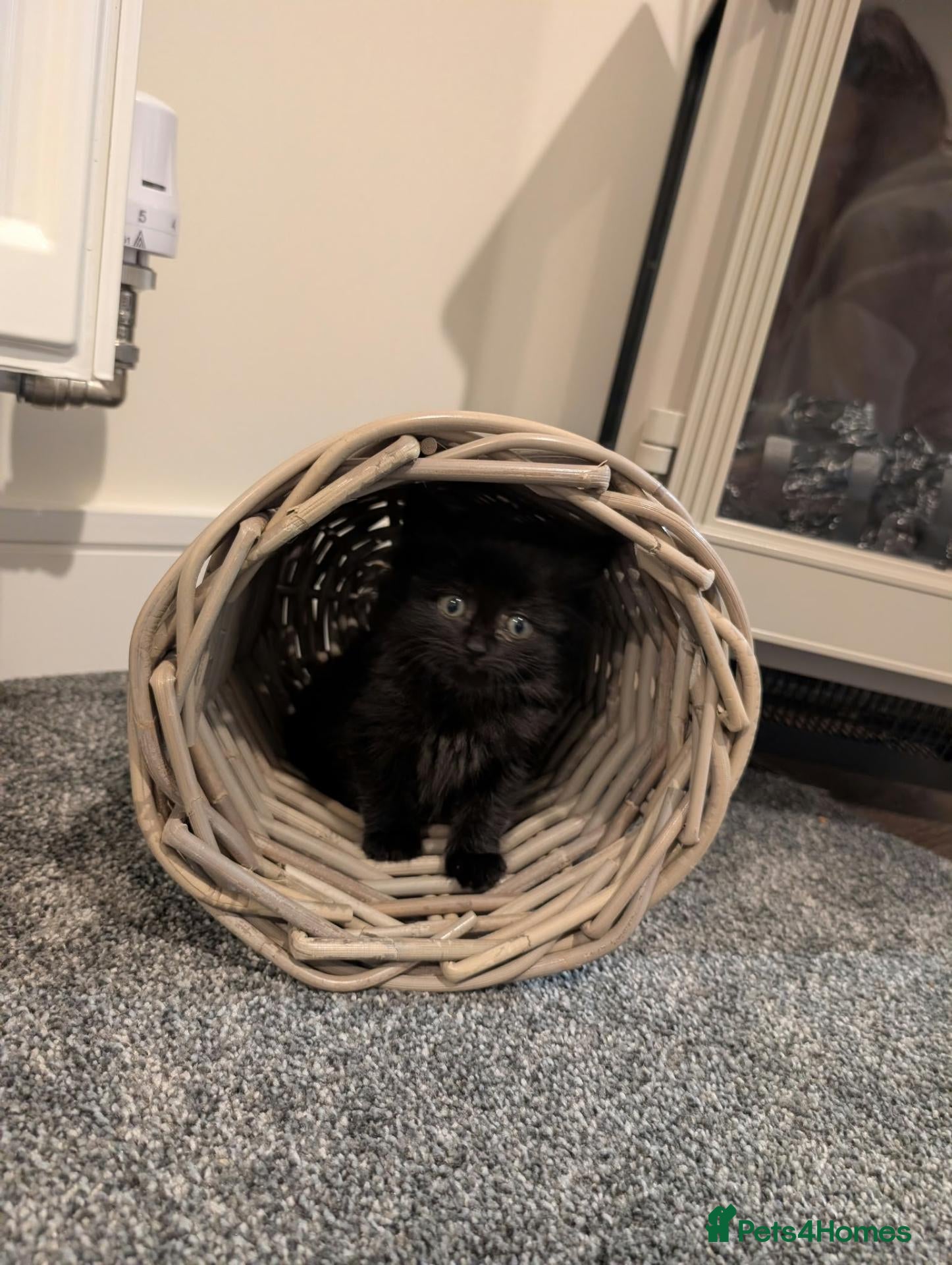 Mixed Breed cats Black Longhair Kitten  - Advert 7