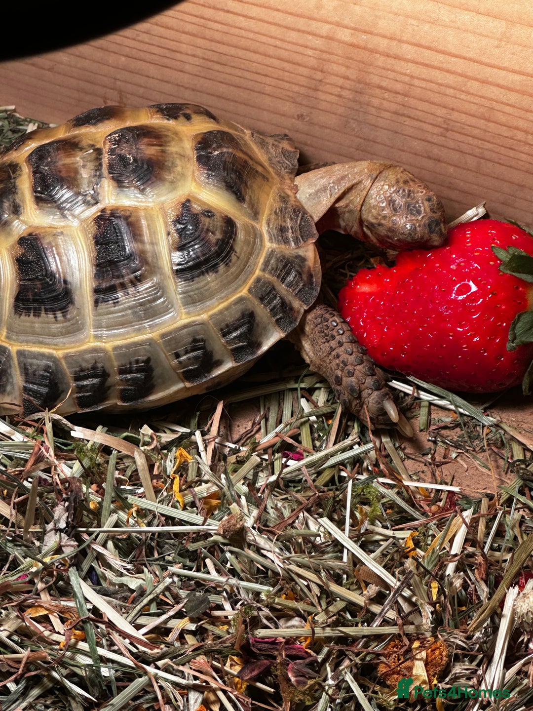 Tortoise reptiles for sale: Horsefield Tortoise - Image 4