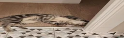 Mixed Breed cats for sale: 7-month old playful kitten - Advert 2