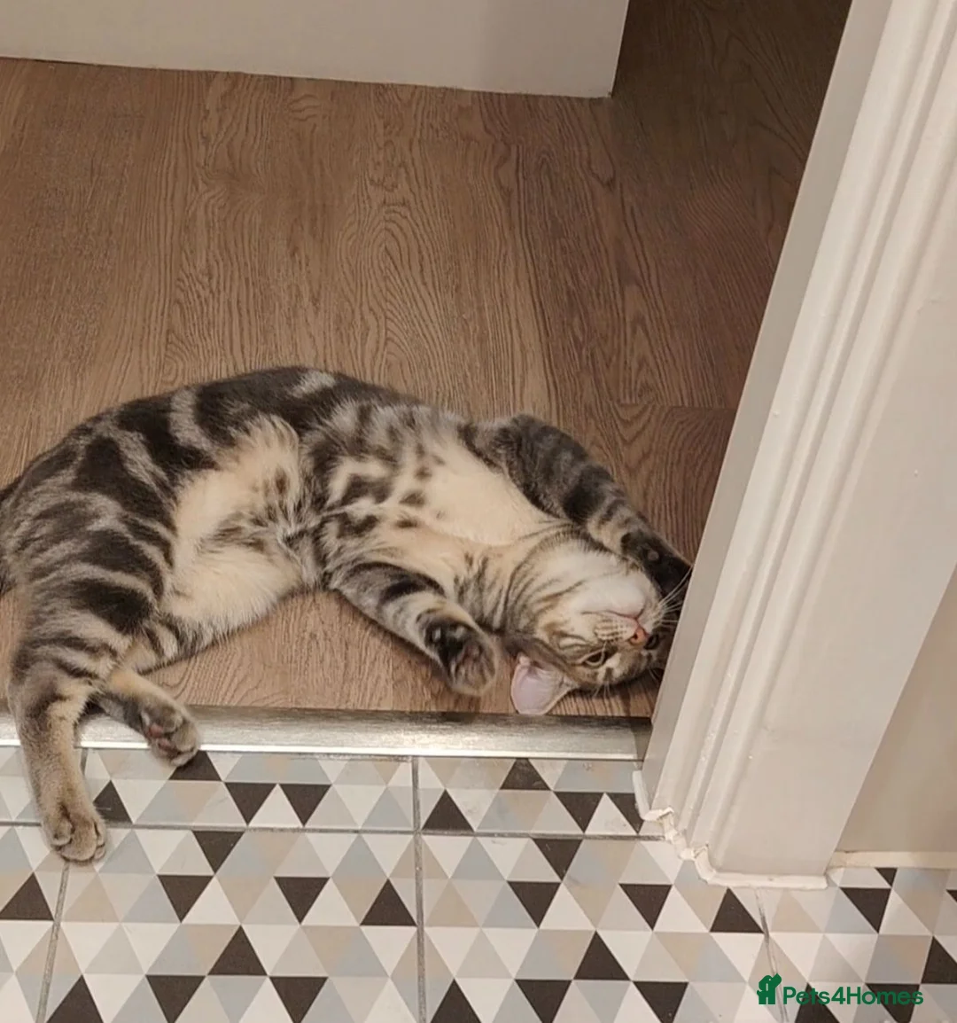Mixed Breed cats for sale: 7-month old playful kitten - Advert 2