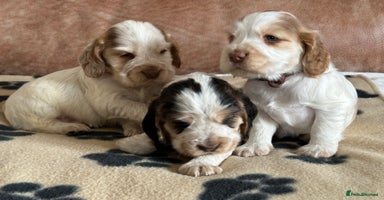 Cocker Spaniel dogs - Advert 5