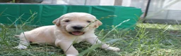 Golden Retriever dogs for sale: Litter of Golden Retriver puppies in Peterborough - Advert 15