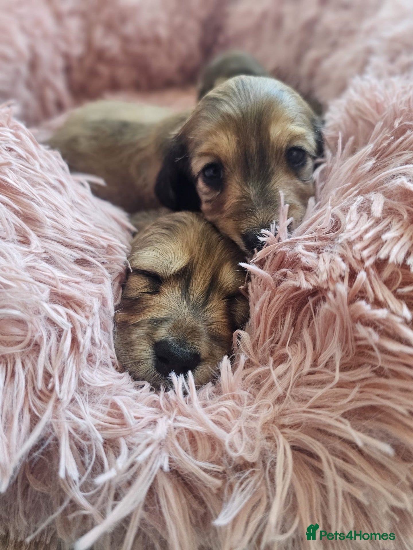 Miniature Dachshund dogs Stunning kaninchen shaded cream mini dachshunds - Advert 1
