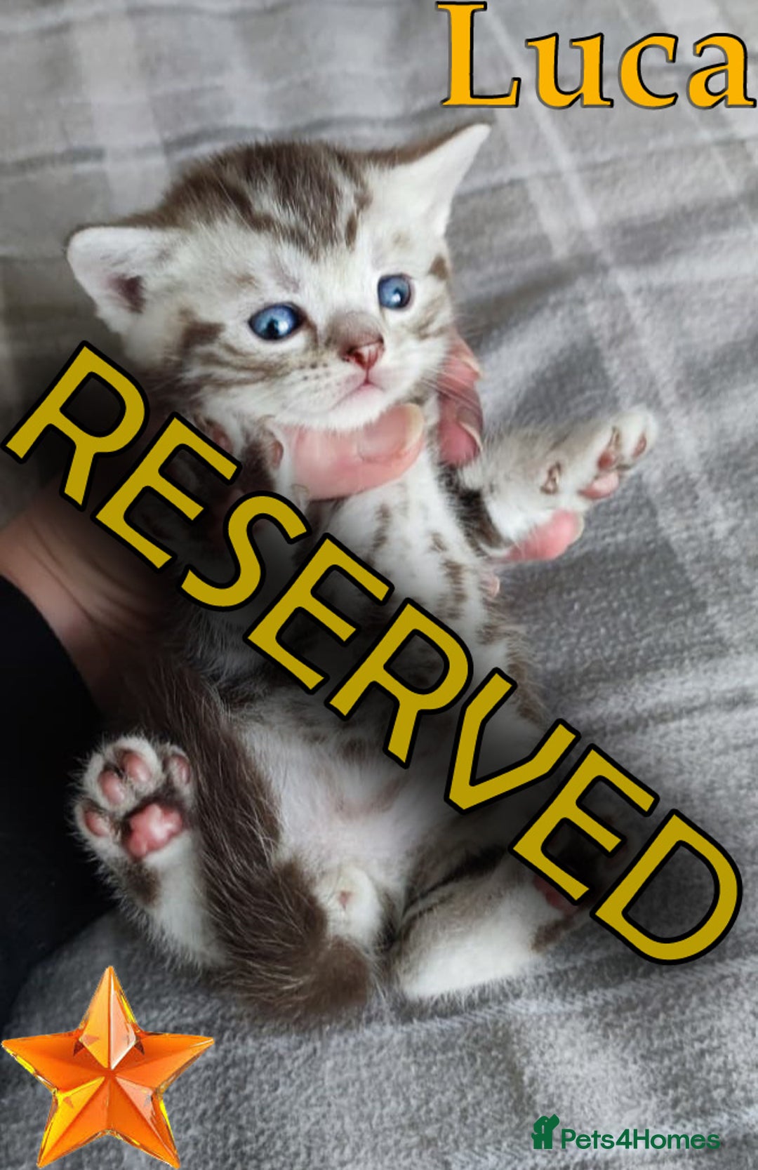 British Shorthair cats for sale: LAST ONE LEFT-Pedigree GCCF Pure BSH Tabby Kittens - Advert 11