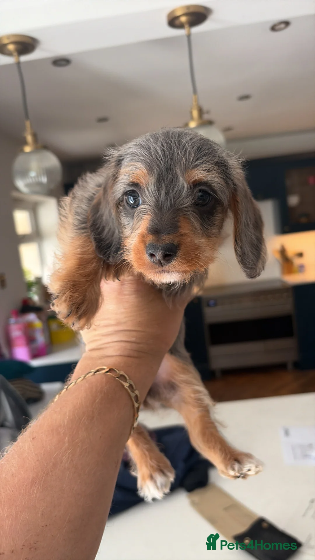 Doxiepoo dogs for sale: Doxiepoo  - Advert 1