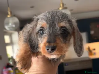 Doxiepoo dogs Doxiepoo - Advert 15