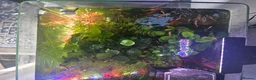 Other/Mixed Breed fish for sale: 80L Aquarium, Fish, Plants & Equipment in London - Advert 2