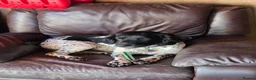 English Springer Spaniel dogs for sale: English Springer Spaniel for sale - Advert 2