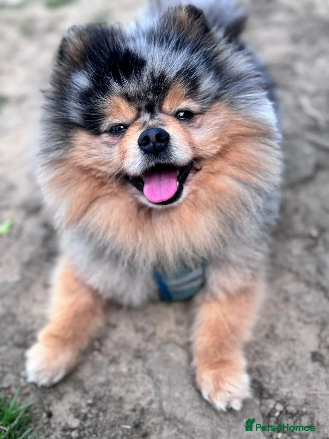 Pomeranian dogs for sale: Quality pomeranian pups - Advert 2