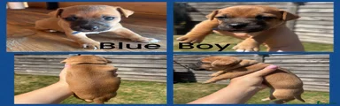 Jack Russell Puppy 4