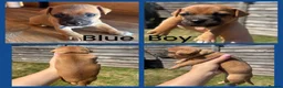 Jack Russell dogs for sale: Beautiful Tiny Full Jack Russell puppies  - Advert 7