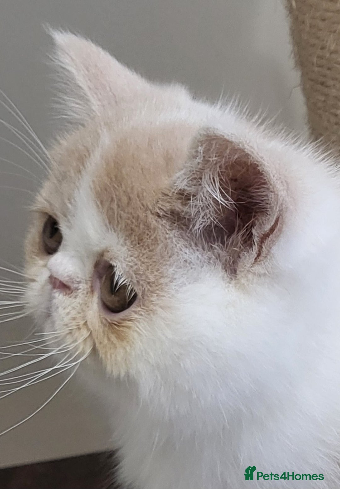 Exotic cats for sale: Hugo  - Advert 15