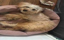Cockapoo dogs for sale: 9 month old cockapoo  - Image 3