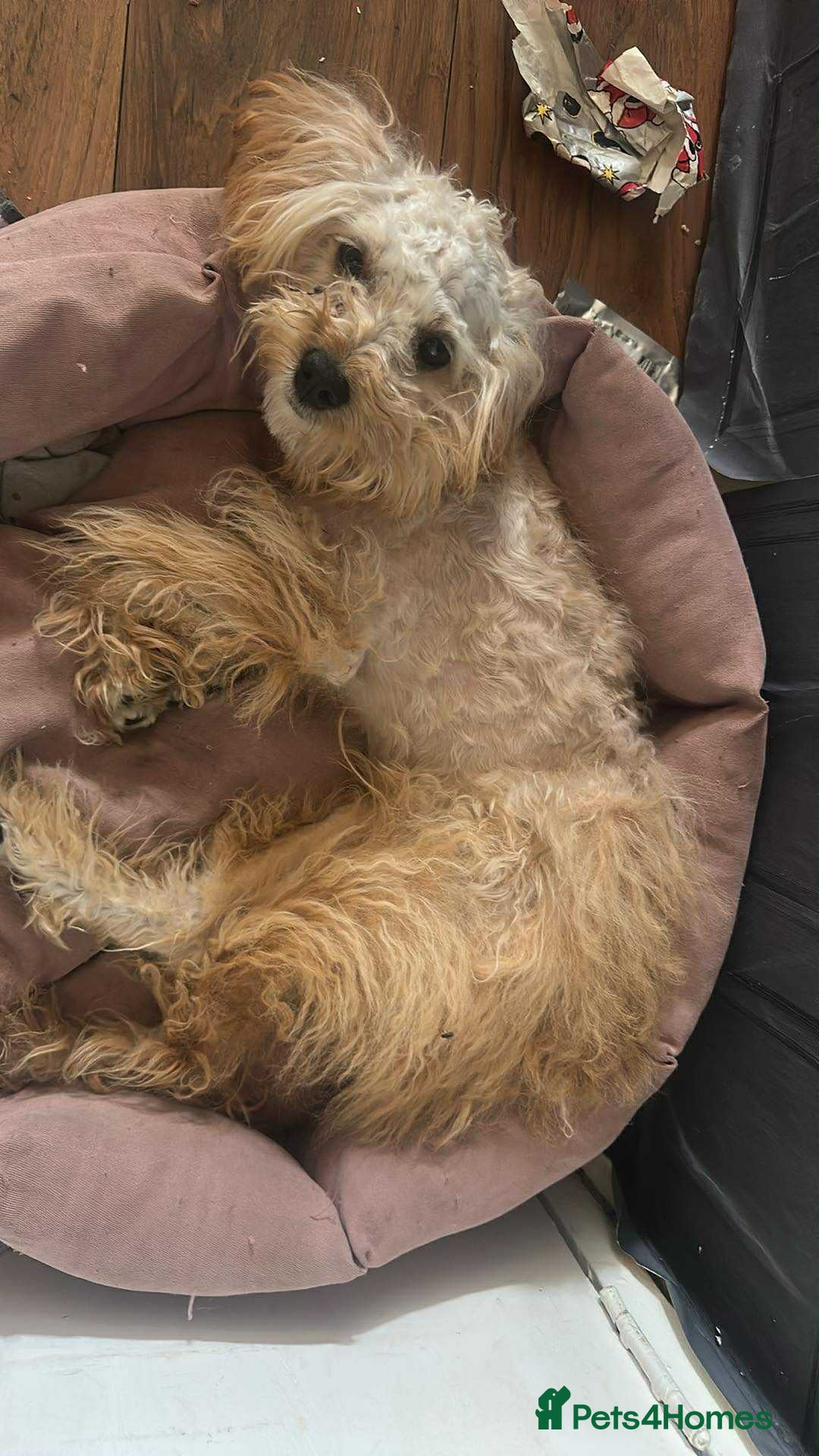 Cockapoo dogs for sale: 9 month old cockapoo  - Image 3