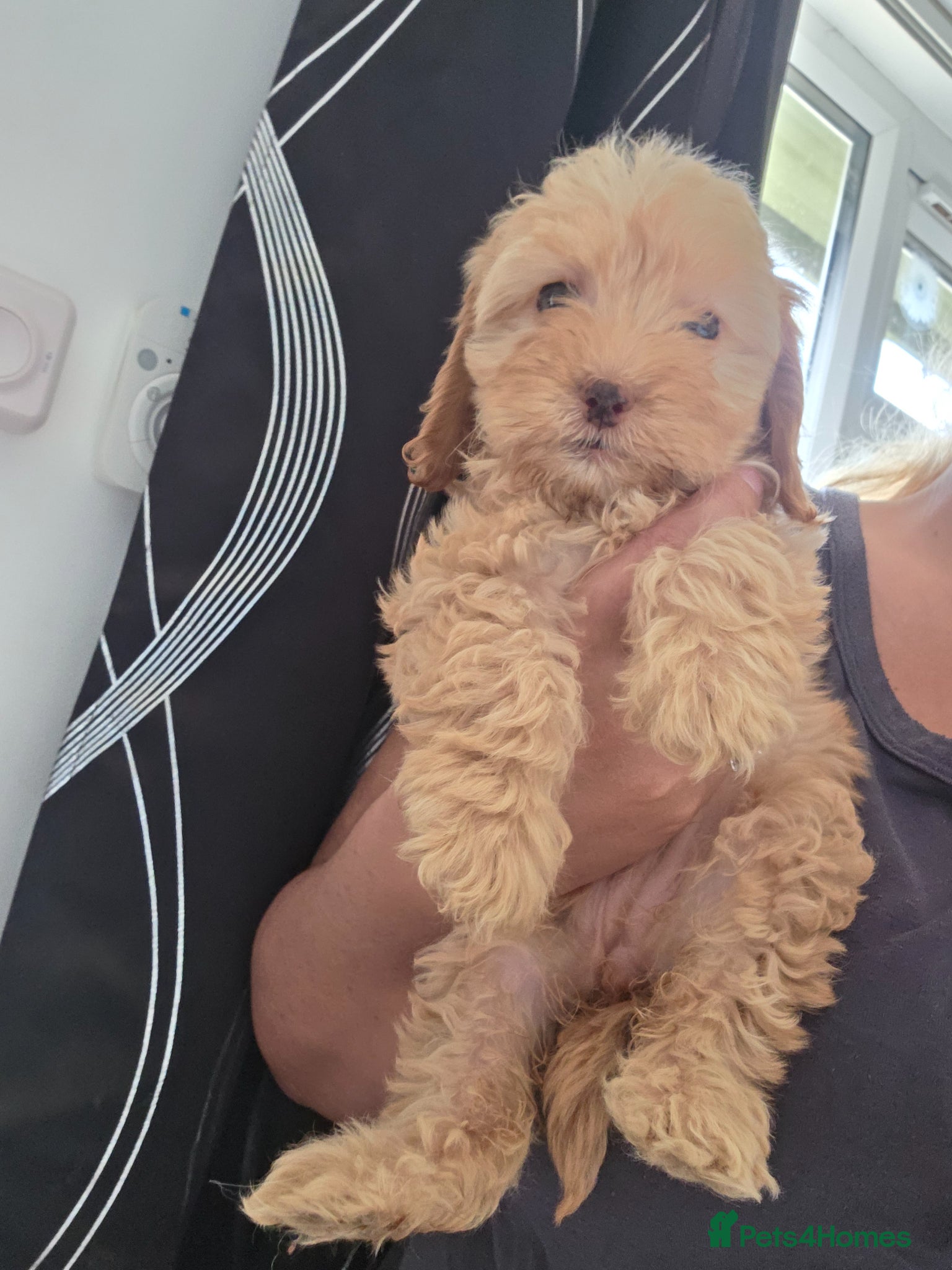Cockapoo dogs 8-WeekOld Cockapoos Pups intelligent no sit, paw - Advert 8