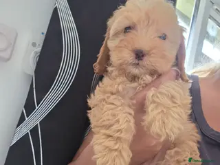 Cockapoo dogs 8-WeekOld Cockapoos Pups intelligent no sit, paw - Advert 8