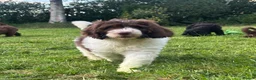 Saint Berdoodle dogs for sale: Premium St Berdoodle Puppies  - Advert 22