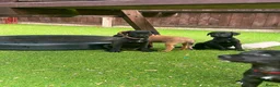 Mixed Breed dogs for sale: Beautiful F1 Bedlington Whippet  in Bradford - Advert 29