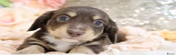 Miniature Dachshund dogs for sale: KC Longhair Miniature Dachshund Puppies - Advert 12