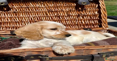Cocker Spaniel dogs - Advert 2