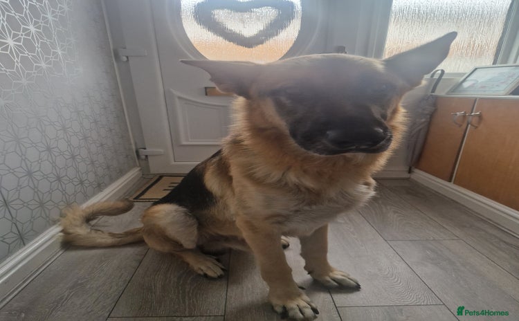 German Shepherd dogs - Advert 15