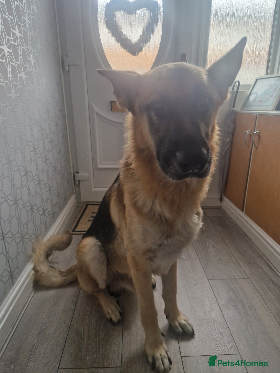German Shepherd dogs for sale: German Shepherd  - Image 1