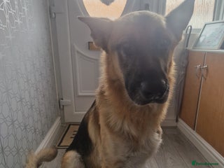 German Shepherd dogs - Advert 19